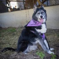 Kiara, croisée border x husky à l'adoption
