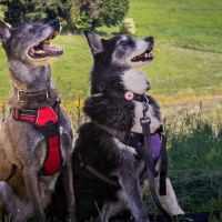 Kiara, croisée border x husky à l'adoption #3
