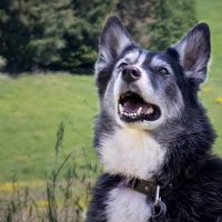 Kiara, croisée border x husky à l'adoption #6