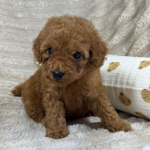 Buddy , superbe caniche nain couleur rouge #0