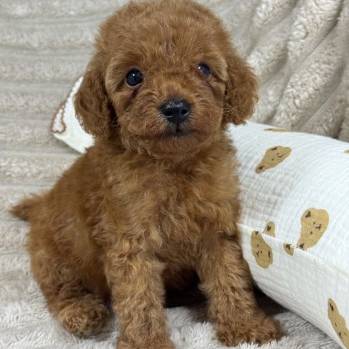 Buddy , superbe caniche nain couleur rouge #4