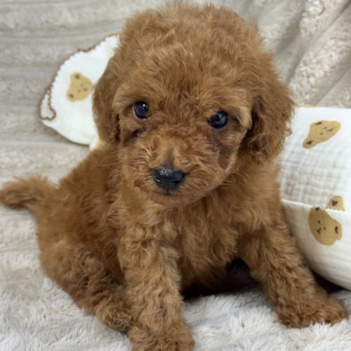 Buddy , superbe caniche nain couleur rouge #5