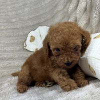 Buddy , superbe caniche nain couleur rouge #1