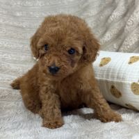 Buddy , superbe caniche nain couleur rouge