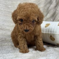 Buddy , superbe caniche nain couleur rouge #3