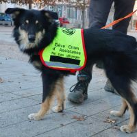 Ayron, 2 ans, à l'adoption