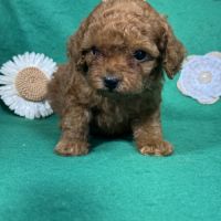 Loupy, mâle type caniche nain couleur rouge #3
