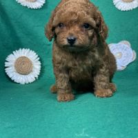 Loupy, mâle type caniche nain couleur rouge #5