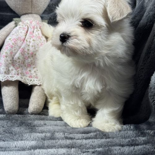 Bloomy, femelle bichon maltais nain,lof #3