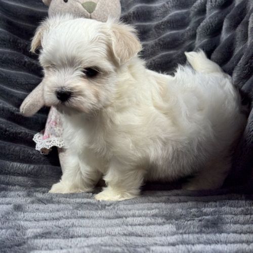 Bloomy, femelle bichon maltais nain,lof #4