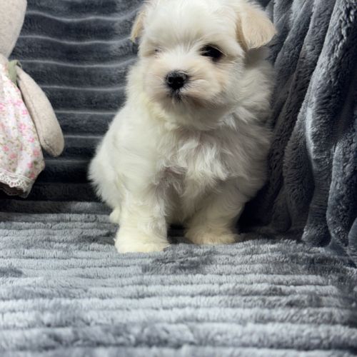 Bloomy, femelle bichon maltais nain,lof #5