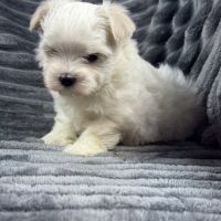 Bloomy, femelle bichon maltais nain,lof