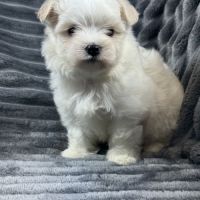 Bloomy, femelle bichon maltais nain,lof #2