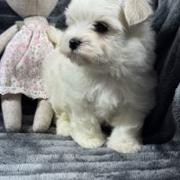 Bloomy, femelle bichon maltais nain,lof #3
