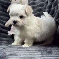 Bloomy, femelle bichon maltais nain,lof #4