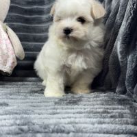 Bloomy, femelle bichon maltais nain,lof #5