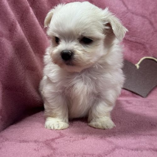Bohème, femelle bichon maltais naine, lof #0