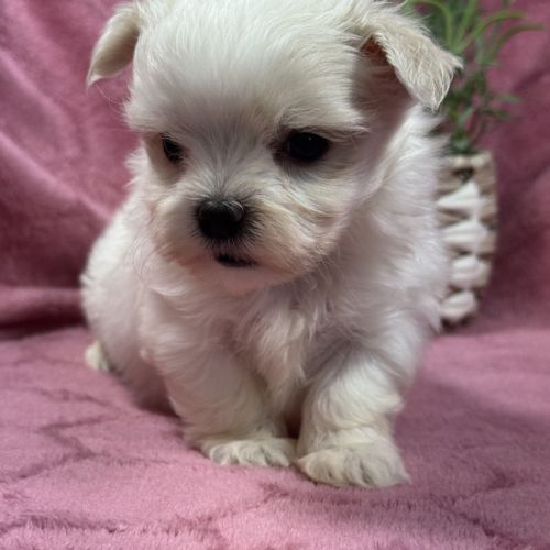Bohème, femelle bichon maltais naine, lof #2