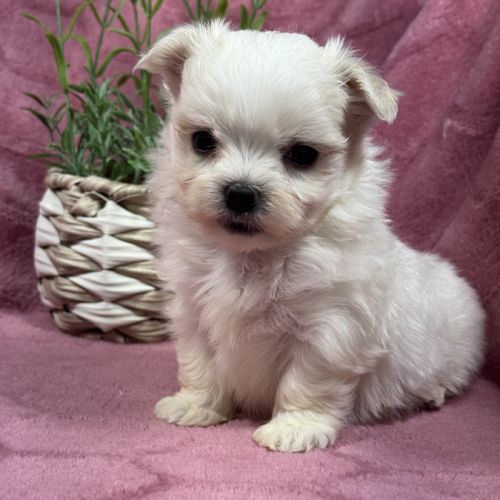 Bohème, femelle bichon maltais naine, lof #3