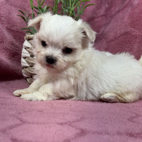 Bohème, femelle bichon maltais naine, lof #4