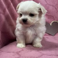 Bohème, femelle bichon maltais naine, lof