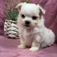 Bohème, femelle bichon maltais naine, lof #3