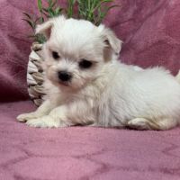 Bohème, femelle bichon maltais naine, lof #4