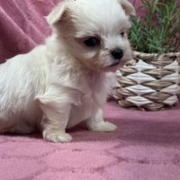 Bohème, femelle bichon maltais naine, lof #5