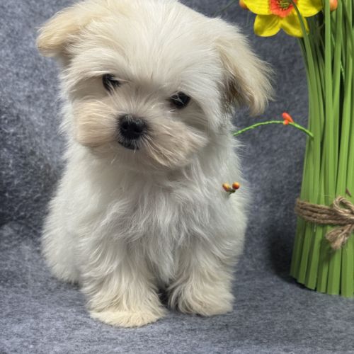 Disponible, beauty, femelle bichon mlatais naine #0