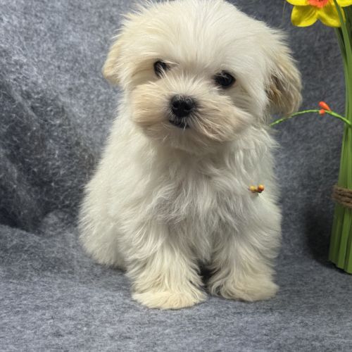Disponible, beauty, femelle bichon mlatais naine #2