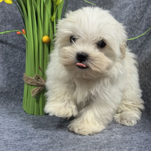 Disponible, beauty, femelle bichon mlatais naine #3