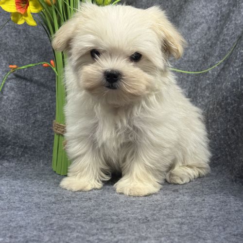 Disponible, beauty, femelle bichon mlatais naine #4