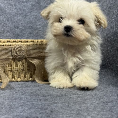 Disponible, beauty, femelle bichon mlatais naine #5