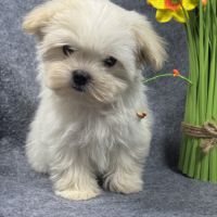 Disponible, beauty, femelle bichon mlatais naine