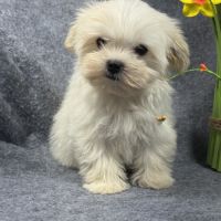 Disponible, beauty, femelle bichon mlatais naine #2