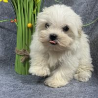 Disponible, beauty, femelle bichon mlatais naine #3