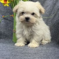Disponible, beauty, femelle bichon mlatais naine #4