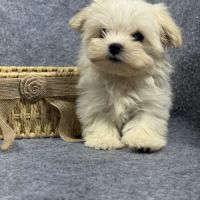Disponible, beauty, femelle bichon mlatais naine #5