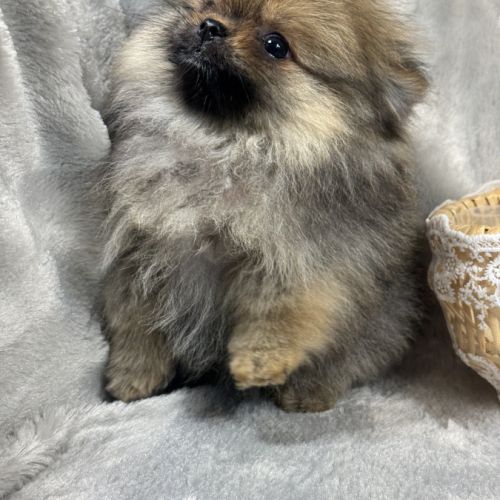Balou, mâle spitz extra nain poméranien, lof #1