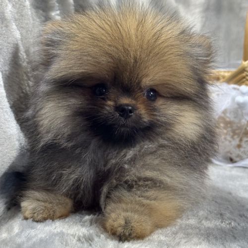 Balou, mâle spitz extra nain poméranien, lof #2
