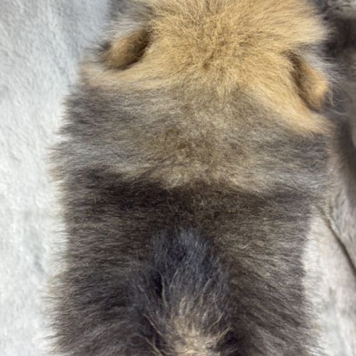Balou, mâle spitz extra nain poméranien, lof #5