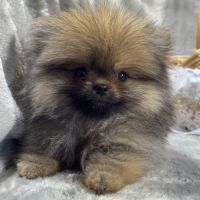 Balou, mâle spitz extra nain poméranien, lof #2