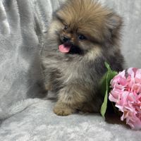 Balou, mâle spitz extra nain poméranien, lof