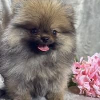 Balou, mâle spitz extra nain poméranien, lof #4