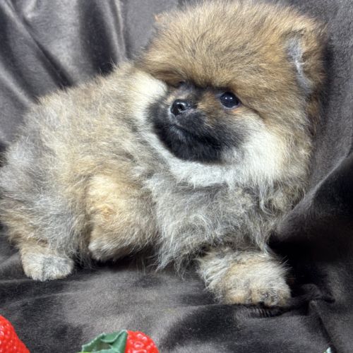 Bambou, mâle spitz nain poméranien,lof #1
