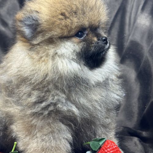 Bambou, mâle spitz nain poméranien,lof #3