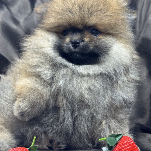 Bambou, mâle spitz nain poméranien,lof #4