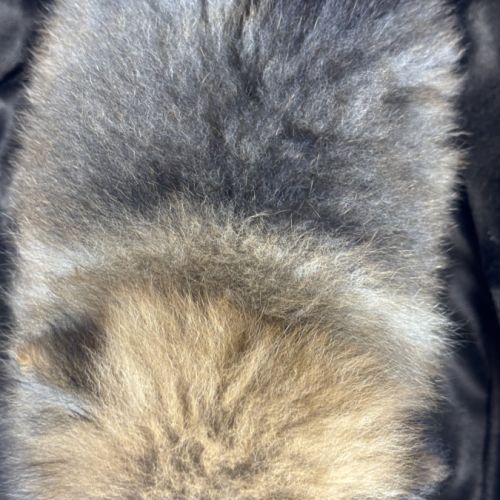 Bambou, mâle spitz nain poméranien,lof #5