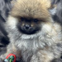 Bambou, mâle spitz nain poméranien,lof