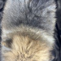 Bambou, mâle spitz nain poméranien,lof #5